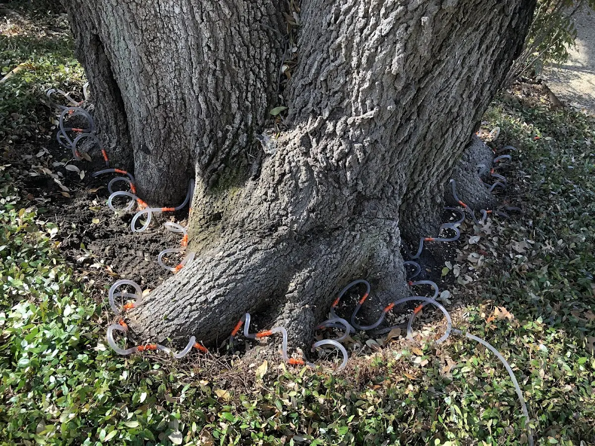 Detailed Tree Cabling and Bracing job site in California